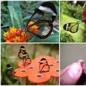 Greta oto — an amazing butterfly with "glass" wings Greta oto — an amazing butterfly with "glass" wings