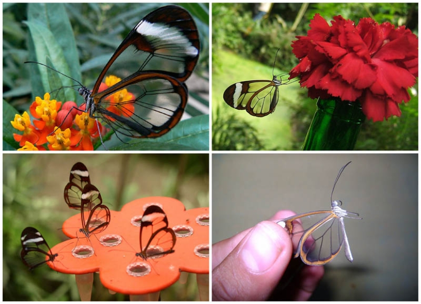 Greta oto-una mariposa increíble con alas de" vidrio"