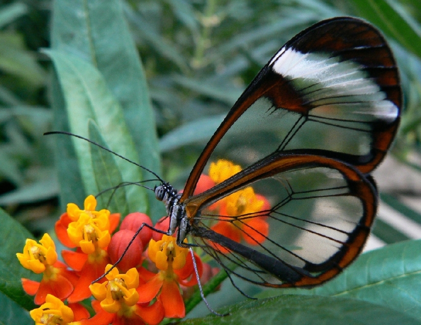 Greta oto-una mariposa increíble con alas de" vidrio"