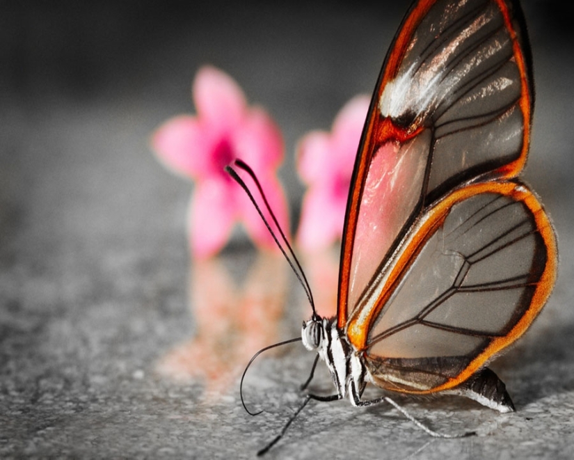 Greta oto-una mariposa increíble con alas de" vidrio"