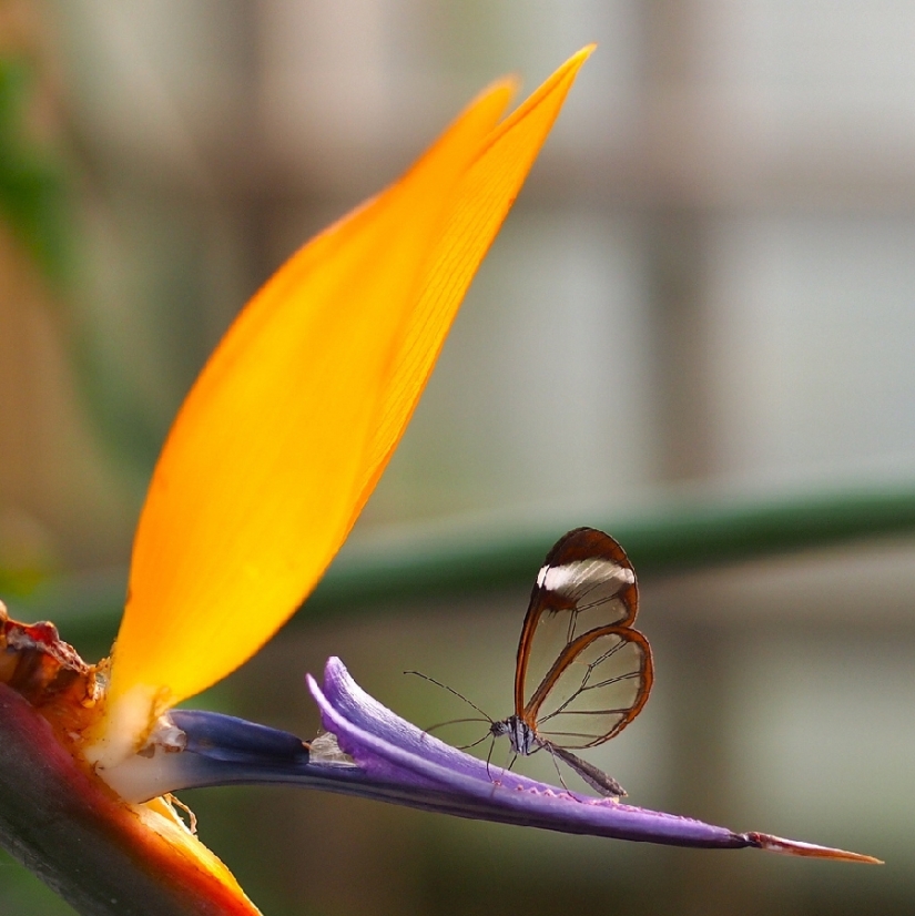 Greta oto-una mariposa increíble con alas de" vidrio"