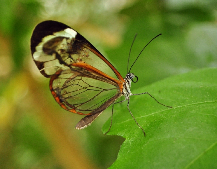 Greta oto-una mariposa increíble con alas de" vidrio"