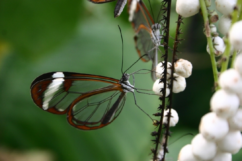 Greta oto-una mariposa increíble con alas de" vidrio"