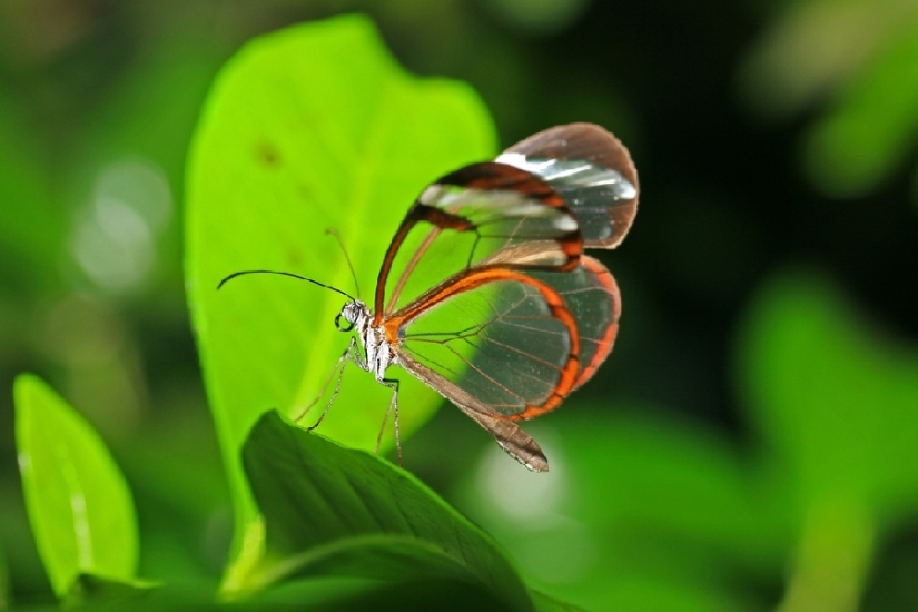 Greta oto-una mariposa increíble con alas de" vidrio"