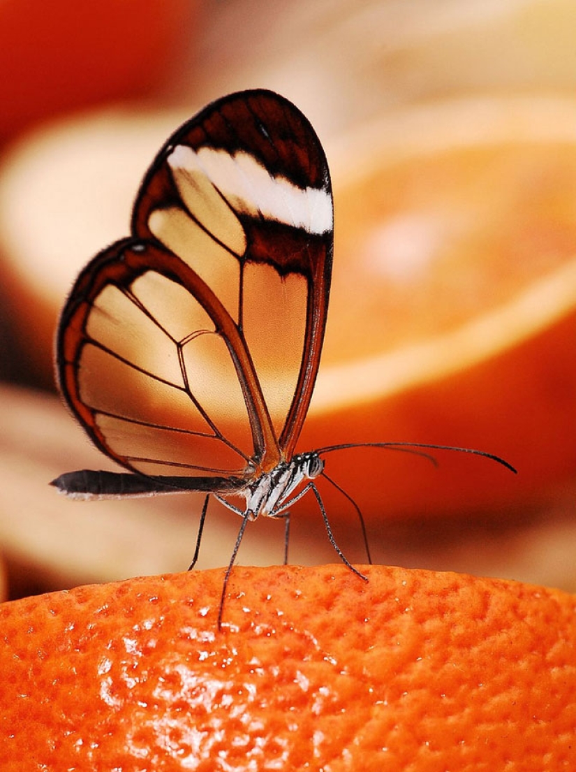 Greta oto-una mariposa increíble con alas de" vidrio"