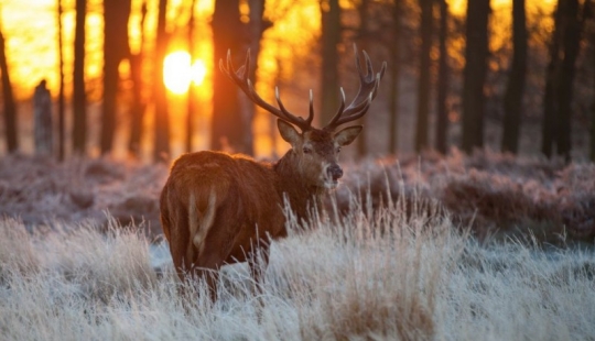 Guardianes de la poste de madera Guardianes de la poste de madera