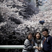 Hanami is a Japanese tradition of admiring cherry blossoms Hanami is a Japanese tradition of admiring cherry blossoms