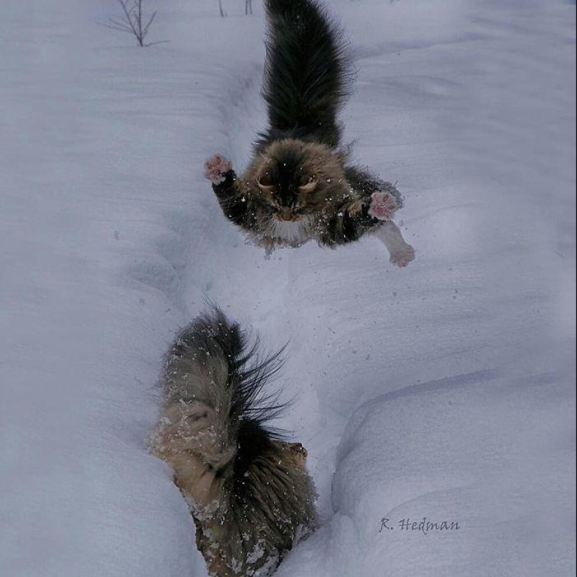 Harsh cats from Finland in the winter expanses