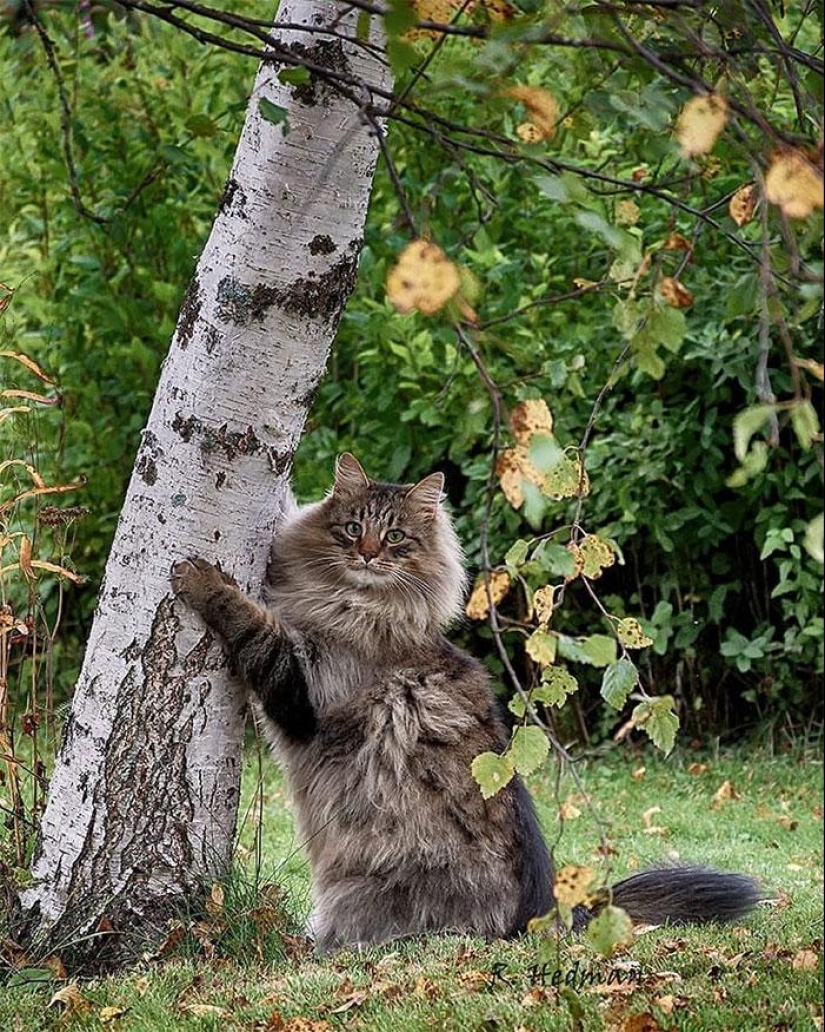 Harsh cats from Finland in the winter expanses
