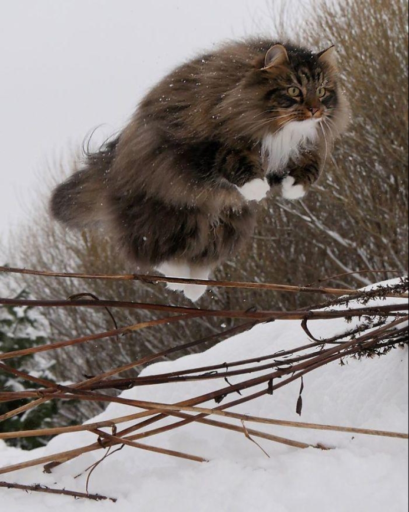 Harsh cats from Finland in the winter expanses