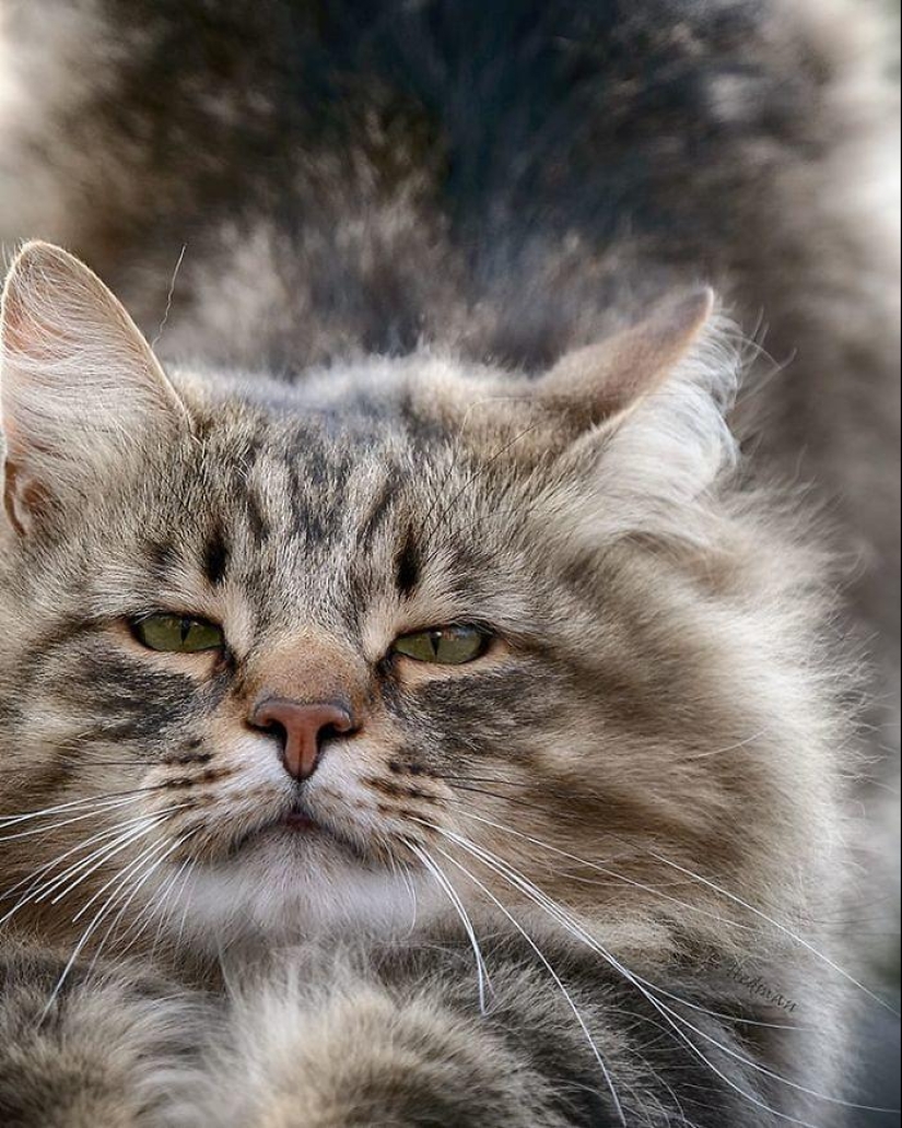 Harsh cats from Finland in the winter expanses