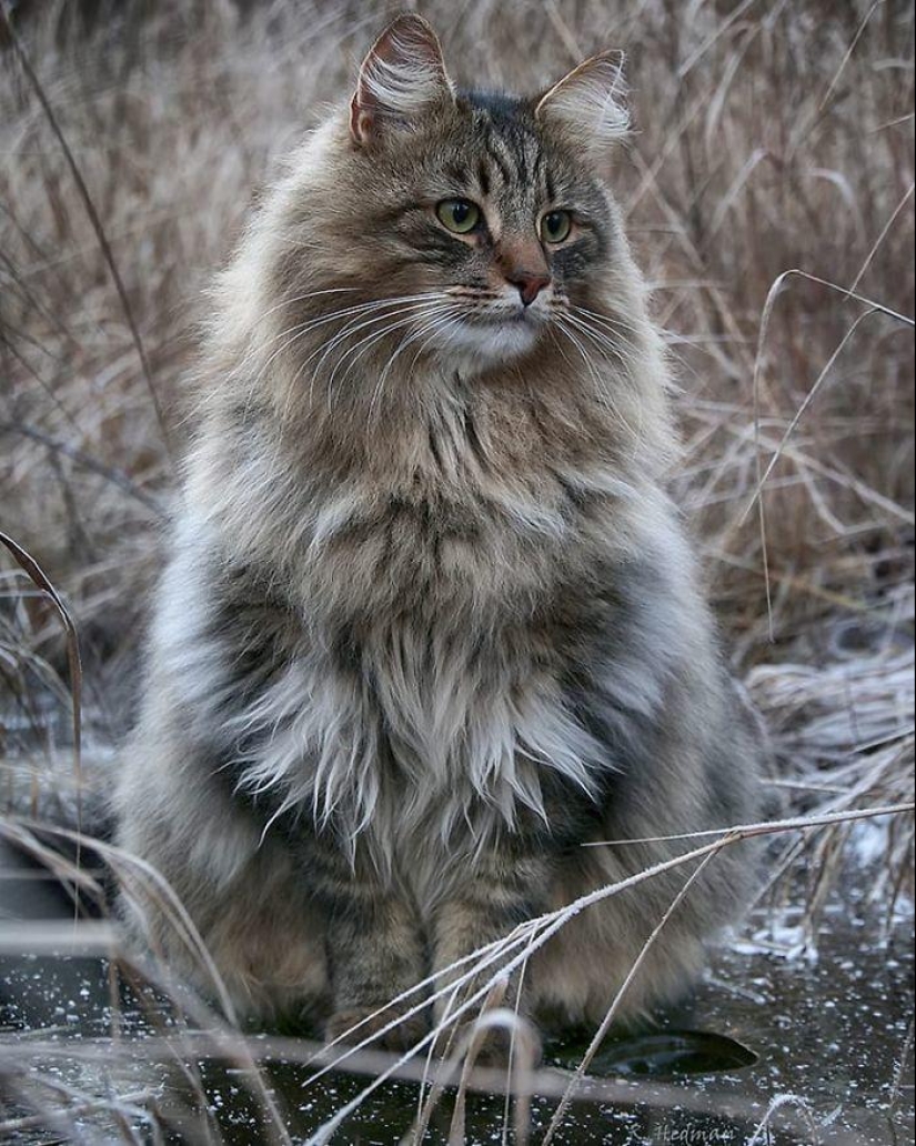 Harsh cats from Finland in the winter expanses