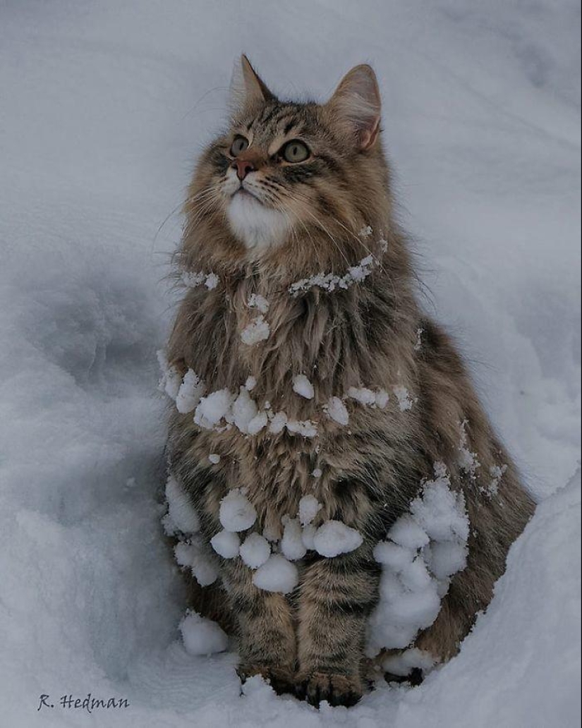 Harsh cats from Finland in the winter expanses
