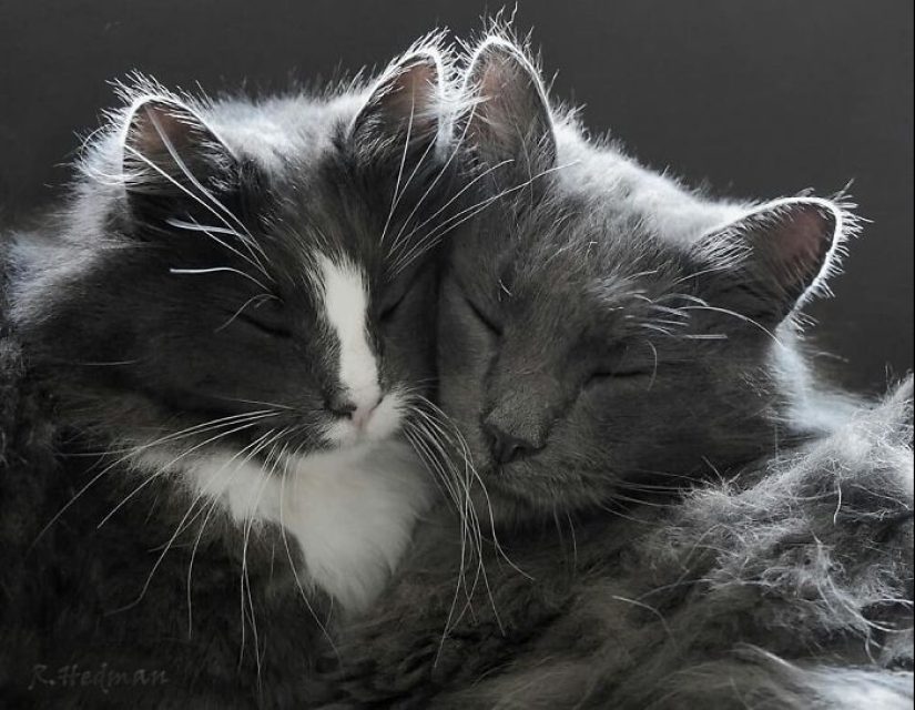 Harsh cats from Finland in the winter expanses
