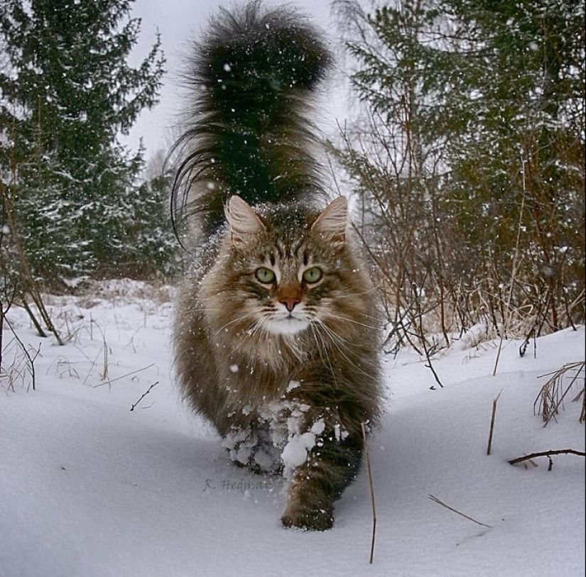 Harsh cats from Finland in the winter expanses