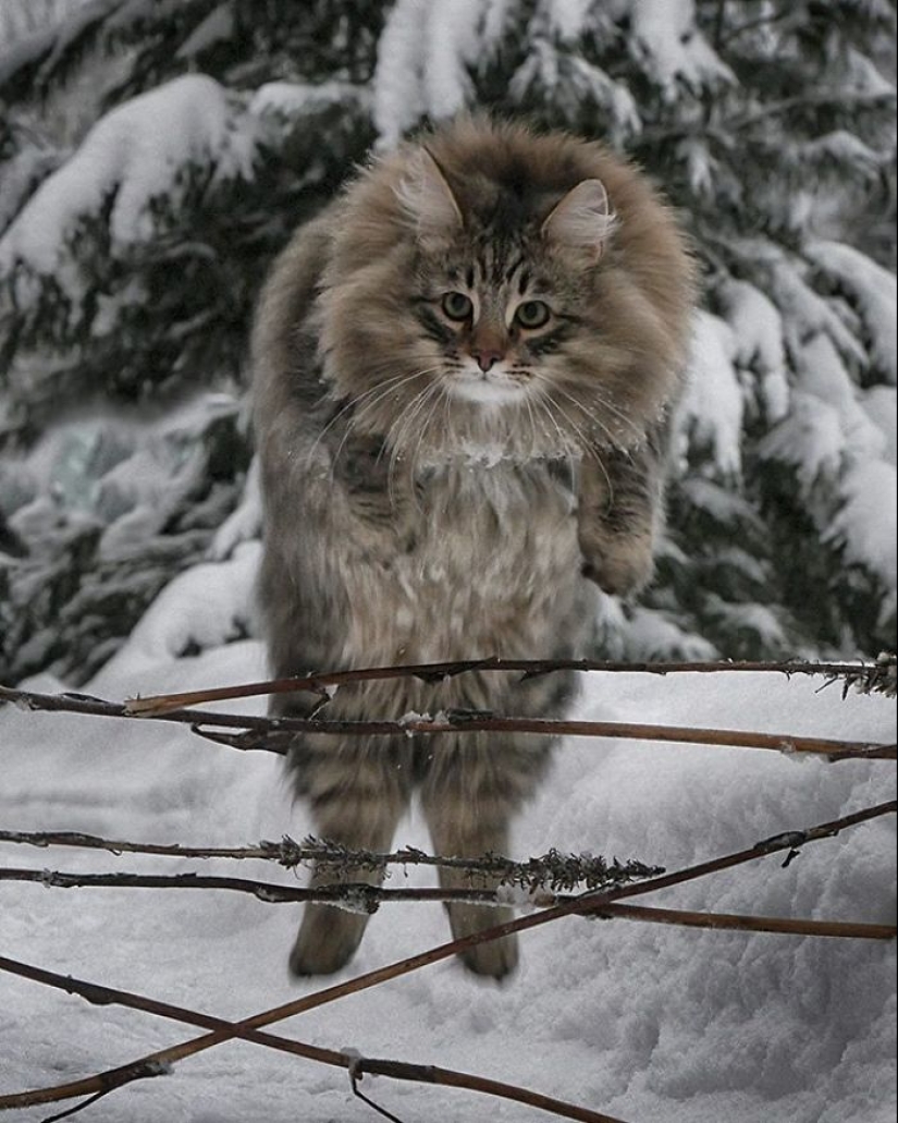 Harsh cats from Finland in the winter expanses