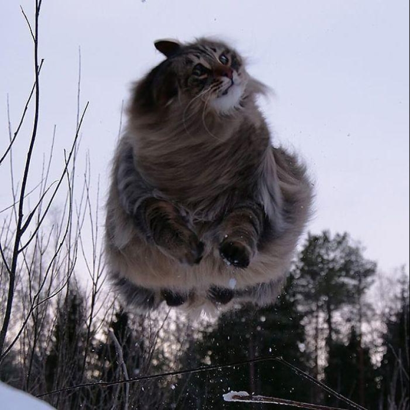 Harsh cats from Finland in the winter expanses