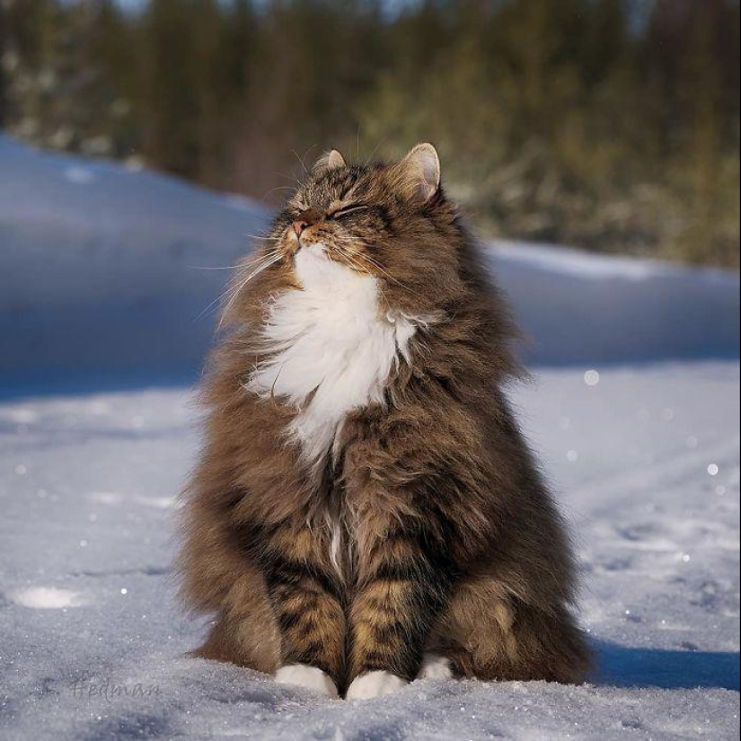 Harsh cats from Finland in the winter expanses