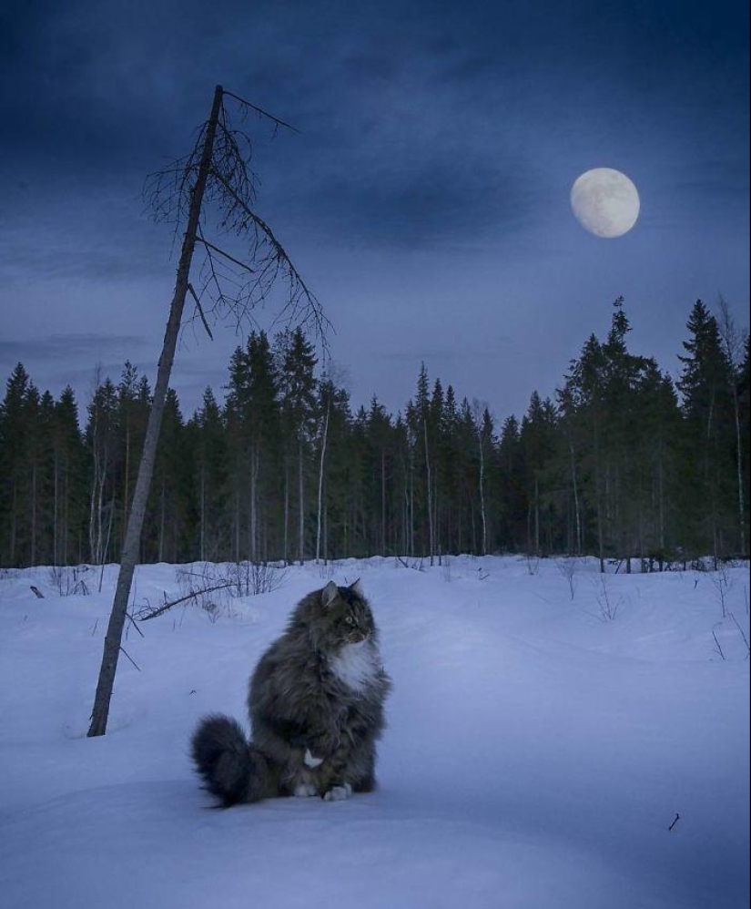 Harsh cats from Finland in the winter expanses