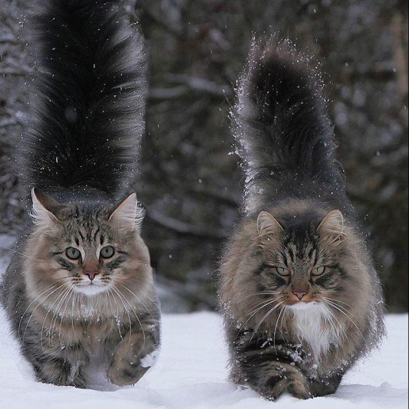 Harsh cats from Finland in the winter expanses