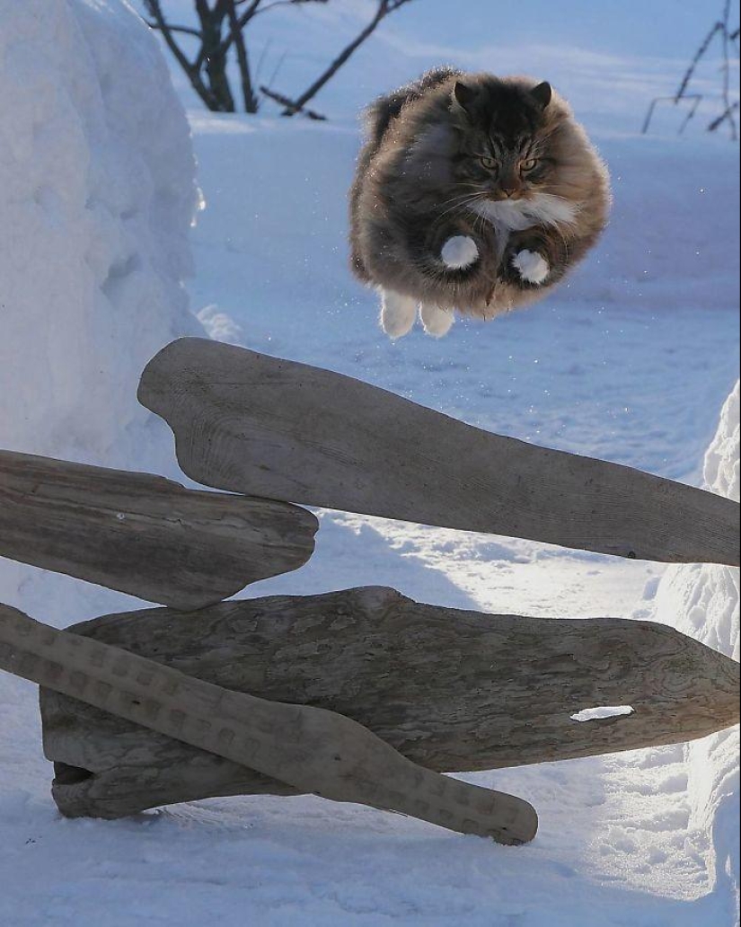 Harsh cats from Finland in the winter expanses