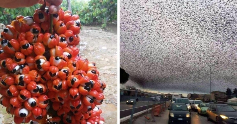 Hasta la piel de gallina: 22 fotos en las que ves algo terrible