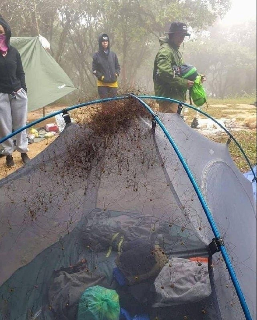 Hasta la piel de gallina: 22 fotos en las que ves algo terrible