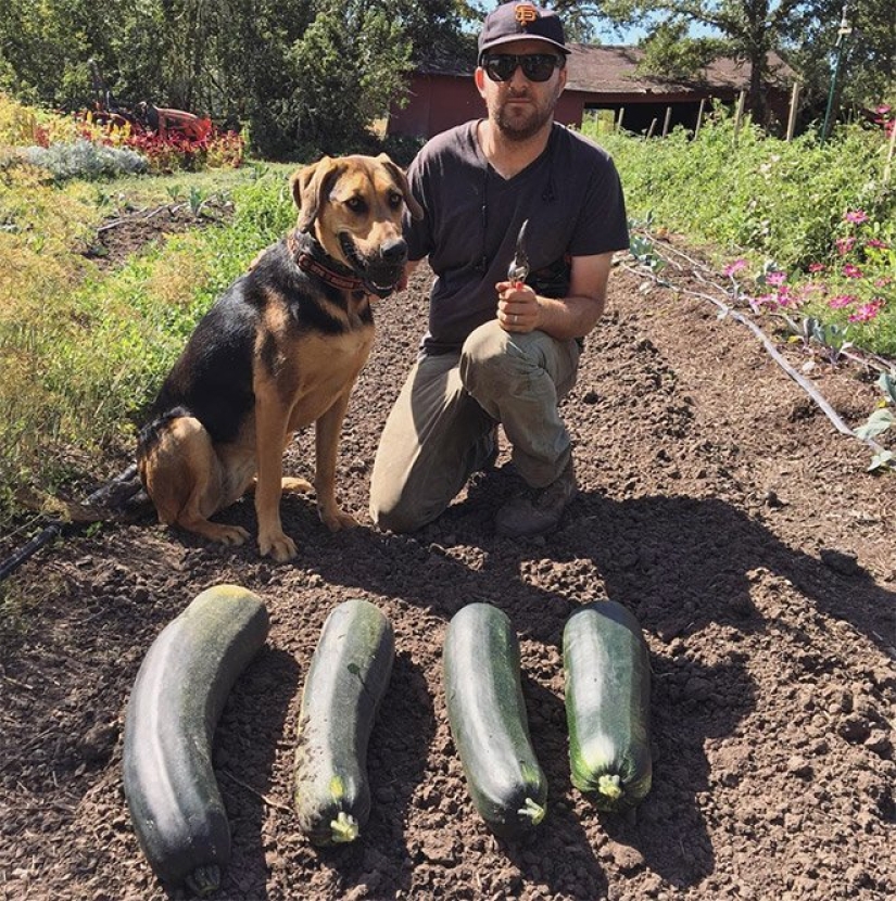 Hay una caza de zanahorias, o jardineros con sus gloriosos trofeos