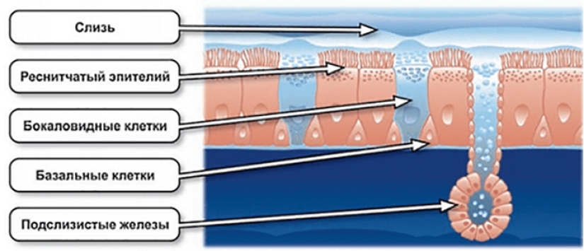 He picked his nose — he remained a fool: an unpleasant habit can lead to dementia He picked his nose — he remained a fool: an unpleasant habit can lead to dementia