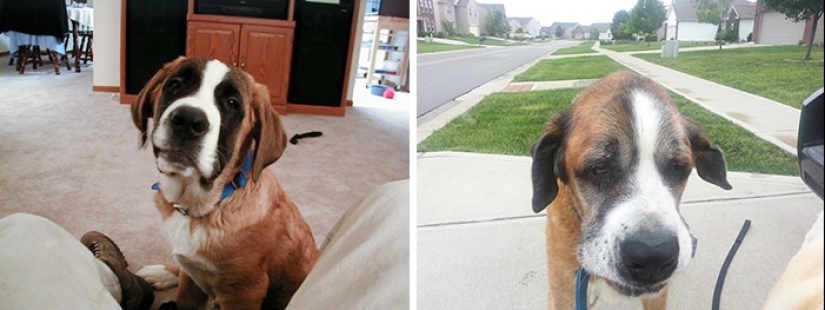 Heart breaks: the first and last photos of the owners with their pets