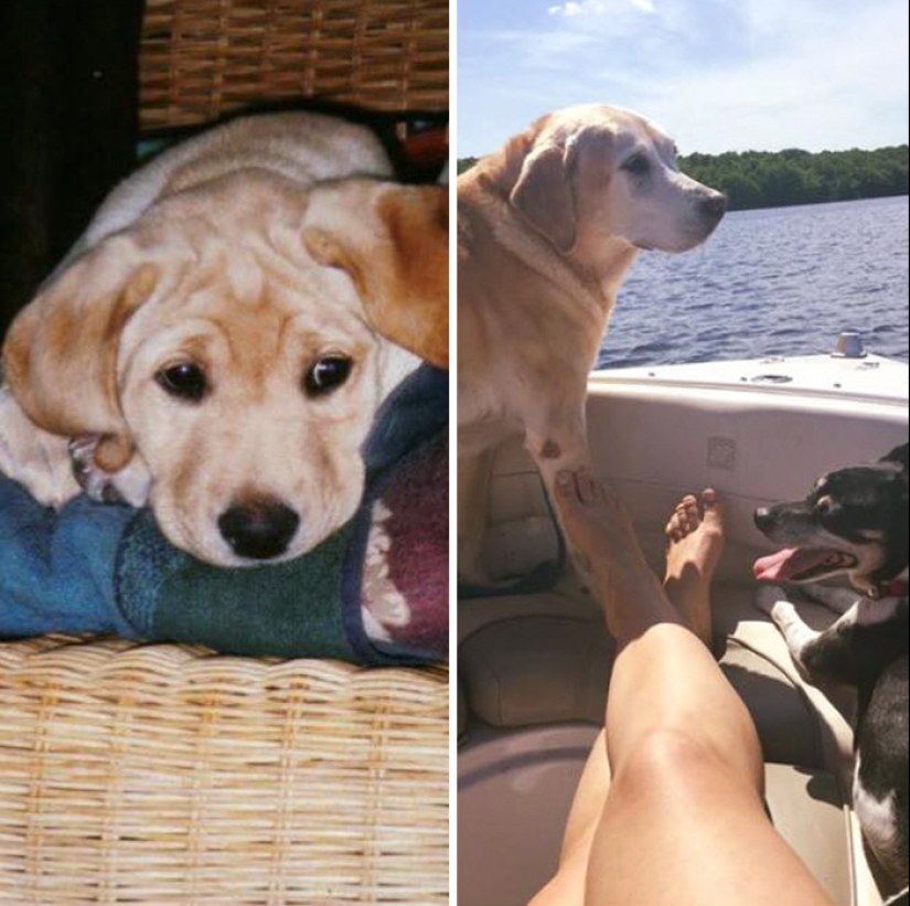 Heart breaks: the first and last photos of the owners with their pets