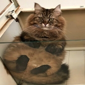 Heels bellies and wool: the lethal dose of cuteness — seals on glass, view from below Heels bellies and wool: the lethal dose of cuteness — seals on glass, view from below