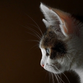 Henry's Pocket: what hides the secret of the anatomy of the cat's ear Henry's Pocket: what hides the secret of the anatomy of the cat's ear
