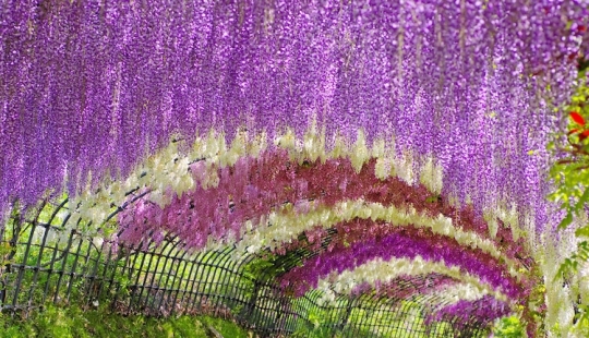 Hermoso como un cuento de hadas: fascinantes túneles de glicinas en Japón