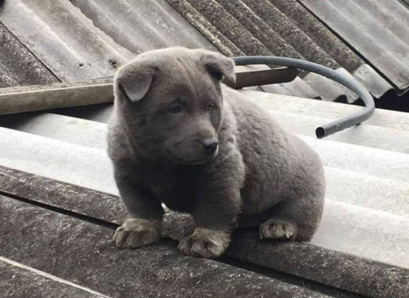 Hmong - an amazing cat dog originally from the jungles of Vietnam