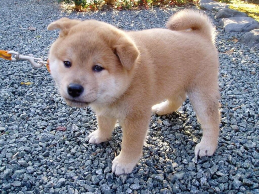 Hmong - an amazing cat dog originally from the jungles of Vietnam