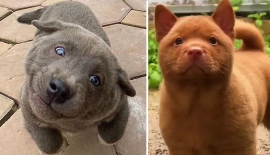 Hmong - an amazing cat dog originally from the jungles of Vietnam