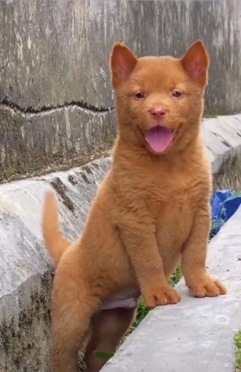 Hmong - an amazing cat dog originally from the jungles of Vietnam