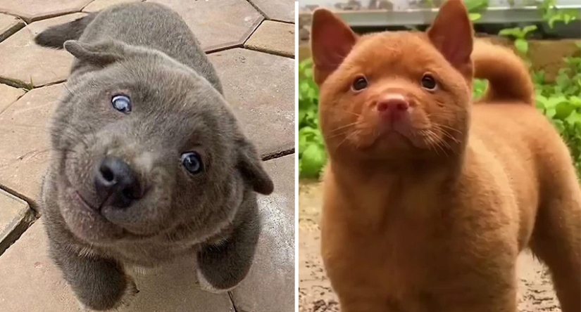 Hmong: un perro gato increíble originario de las selvas de Vietnam Hmong: un perro gato increíble originario de las selvas de Vietnam