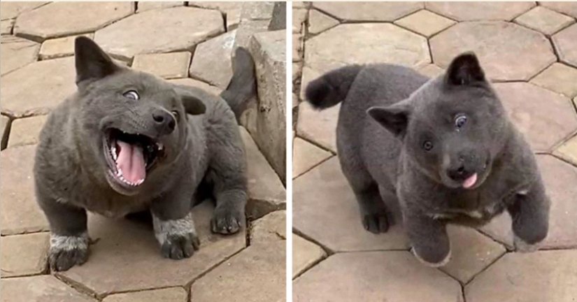 Hmong: un perro gato increíble originario de las selvas de Vietnam Hmong: un perro gato increíble originario de las selvas de Vietnam