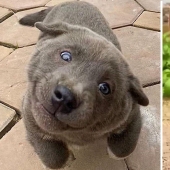 Hmong: un perro gato increíble originario de las selvas de Vietnam