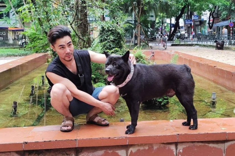 Hmong: un perro gato increíble originario de las selvas de Vietnam Hmong: un perro gato increíble originario de las selvas de Vietnam