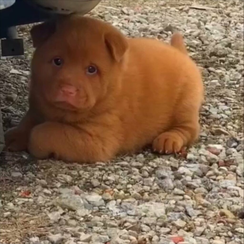 Hmong: un perro gato increíble originario de las selvas de Vietnam Hmong: un perro gato increíble originario de las selvas de Vietnam