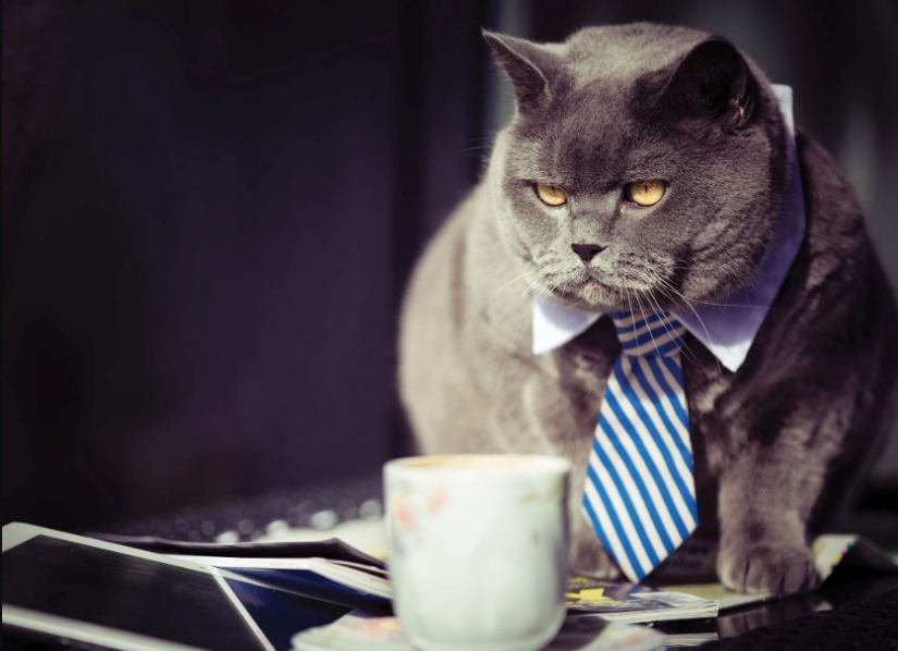 ¡Hombres de negocios, cuidado! Los científicos han encontrado un vínculo entre las habilidades empresariales y la toxoplasmosis