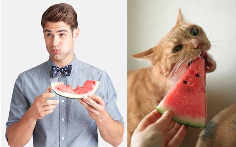 Hombres vs gatos Hombres vs gatos
