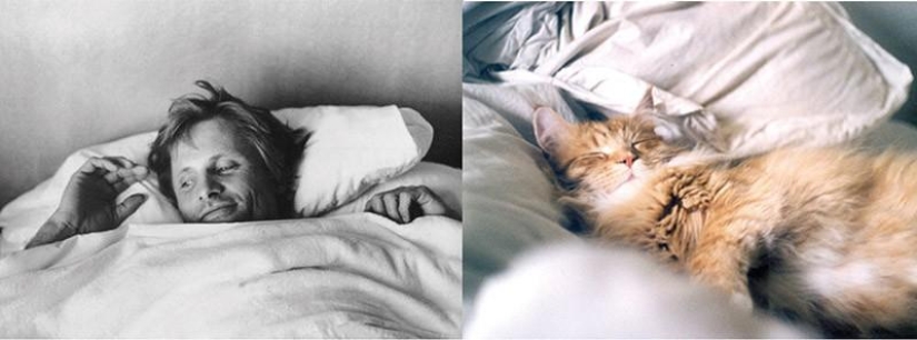 Hombres vs gatos Hombres vs gatos