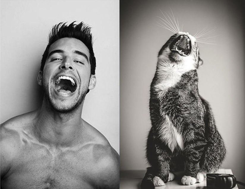 Hombres vs gatos Hombres vs gatos