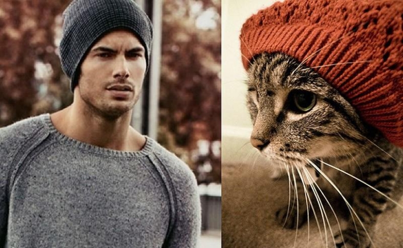 Hombres vs gatos Hombres vs gatos