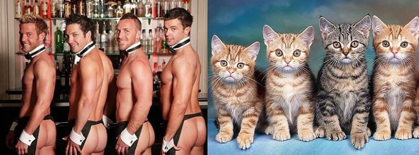 Hombres vs gatos Hombres vs gatos