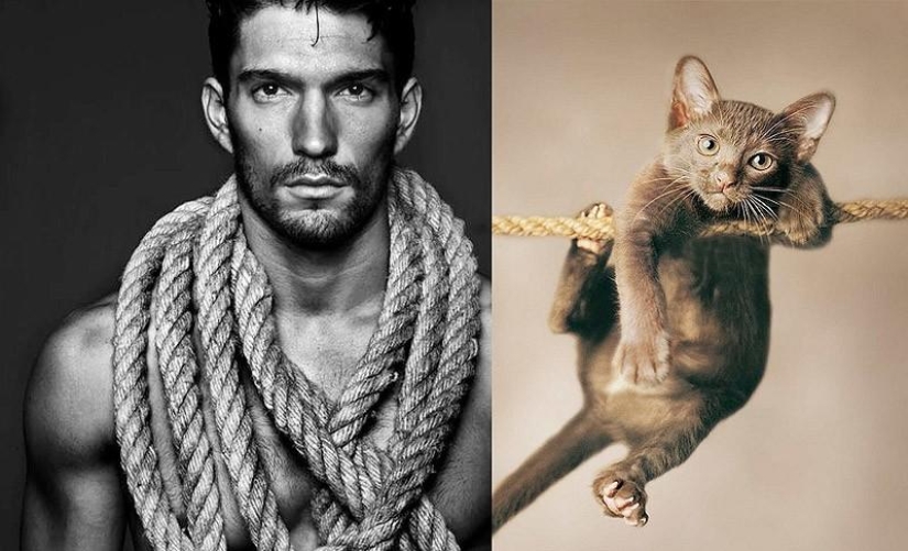 Hombres vs gatos Hombres vs gatos